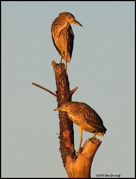 _0SB7065 Juvenile black-crowned night herons at sunset.jpg